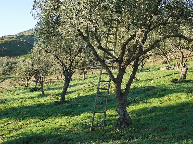 Un olivo in seguito a potatura
