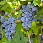 potatura uva fragola