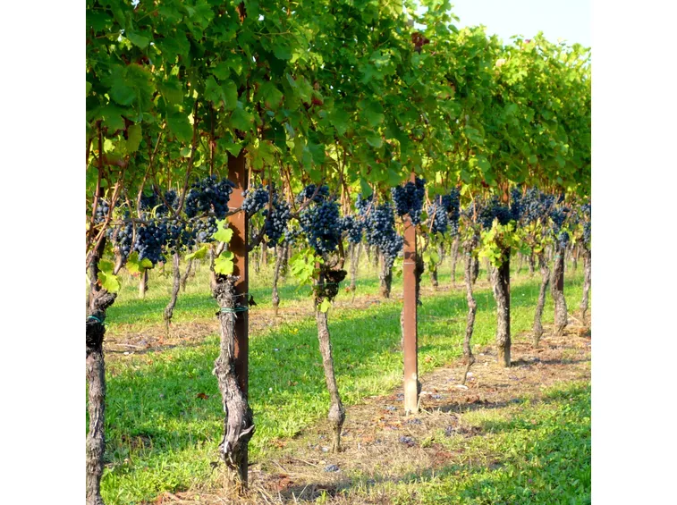 campi vite uva