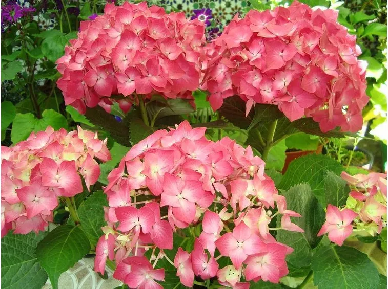 Fiori di ortensia in estate