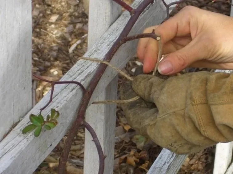 Sistemazione e potatura rose rampicanti.