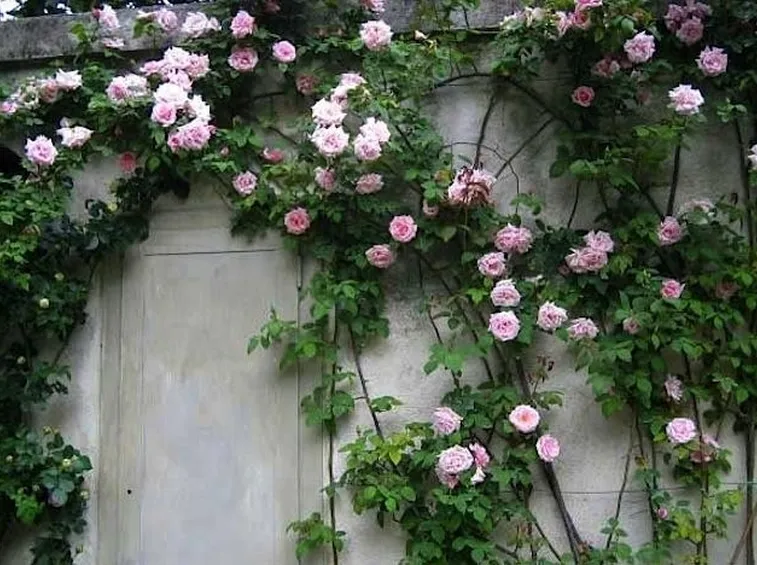Rosa rampicante in crescita sul muro.