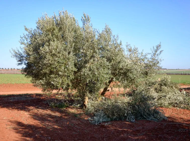 olivo potatura