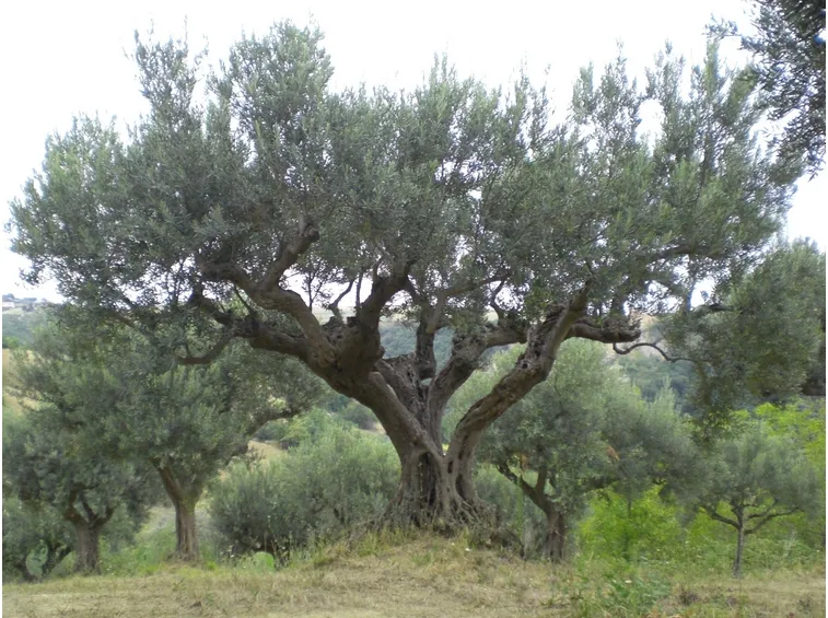 Olivo come potare