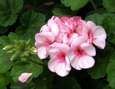 Potatura gerani
