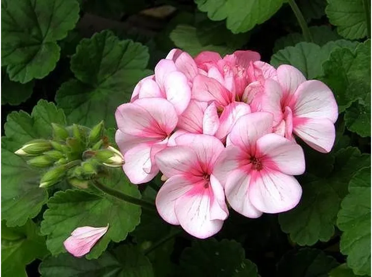 Potatura gerani