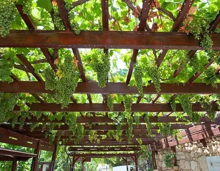 Vite a pergola