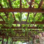 Vite a pergola