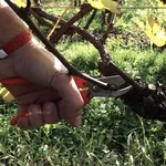 Foto riguardante la potatura di una vite