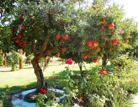 Alberi melograno giardino