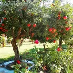 Alberi melograno giardino
