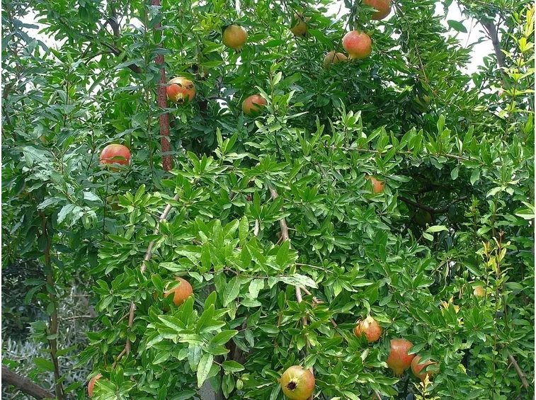 Melograno frutto