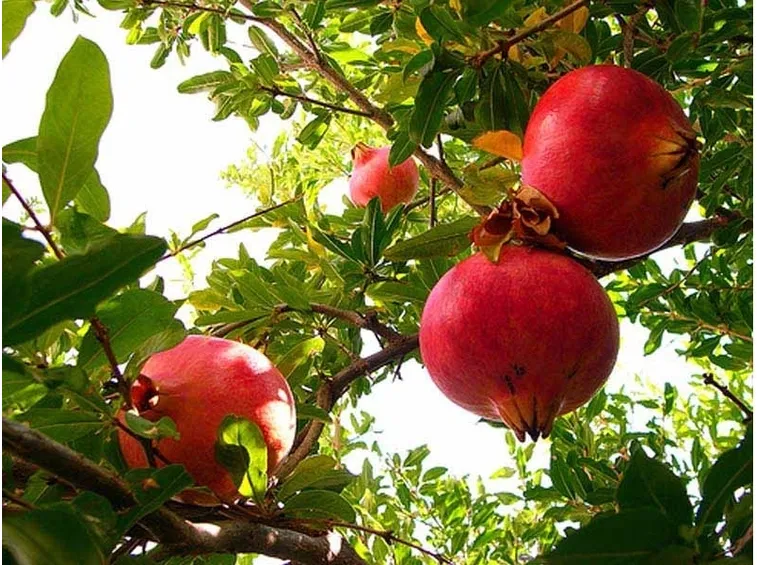 Frutti albero