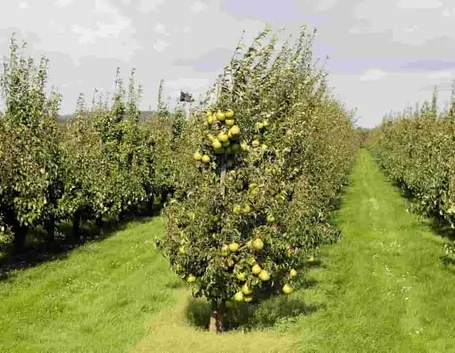 Frutteto pere