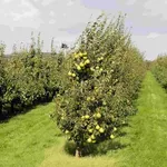 Frutteto pere