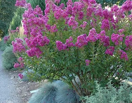 lagerstroemia in fiore