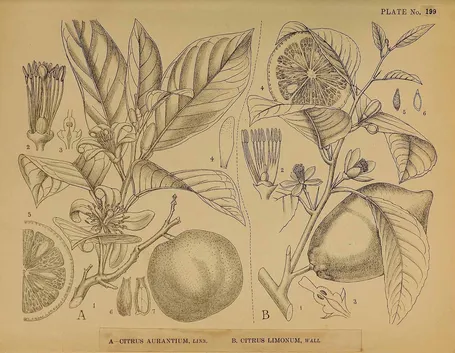 Illustrazione botanica di diverse varietà di Citrus