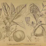 Illustrazione botanica di diverse varietà di Citrus