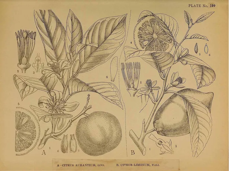 Illustrazione botanica di diverse varietà di Citrus