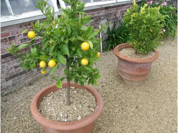 Piante di limone in vaso