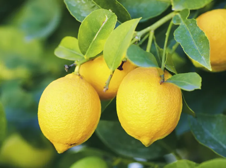 Il giallo frutto dell'albero di limone