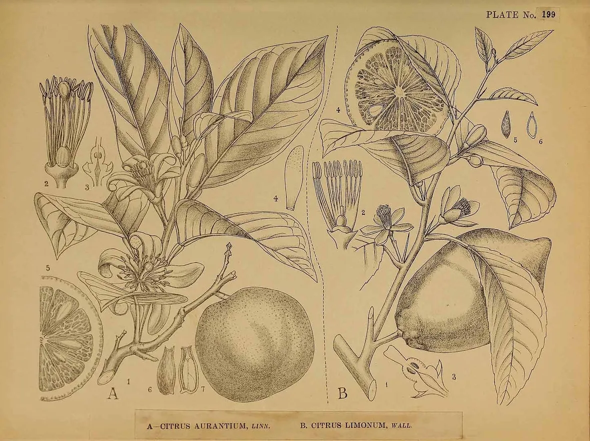 Illustrazione botanica di diverse varietà di Citrus
