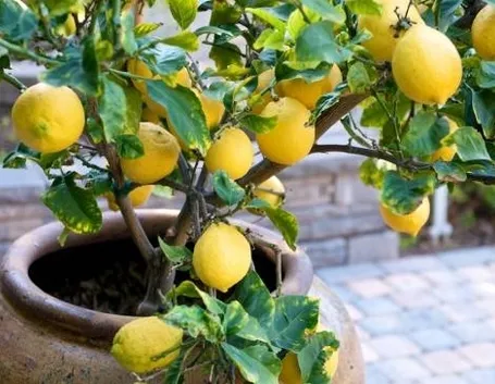 pianta di limone in vaso