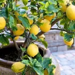 pianta di limone in vaso