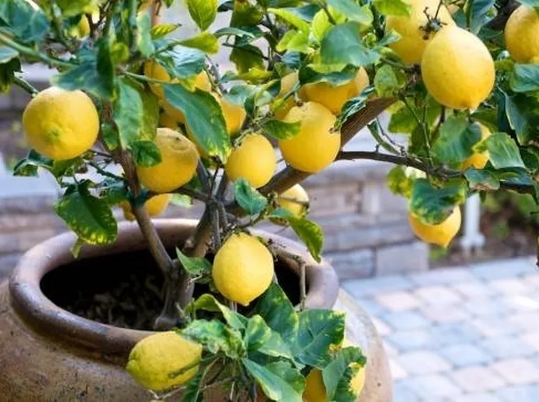 pianta di limone in vaso