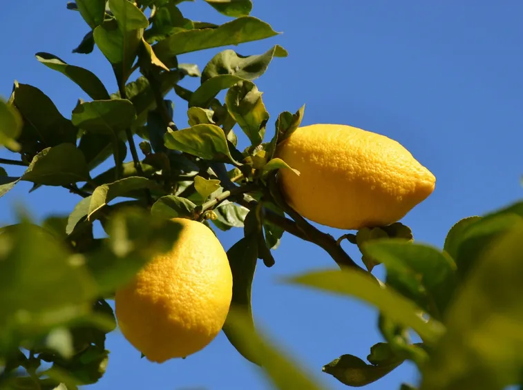 Giardinaggio, limoni in vaso