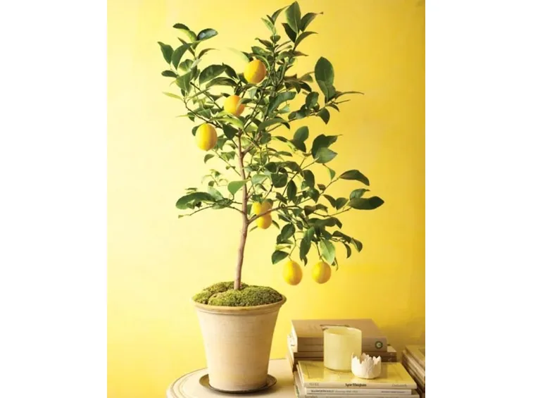 Vaso adatto per piantare limoni
