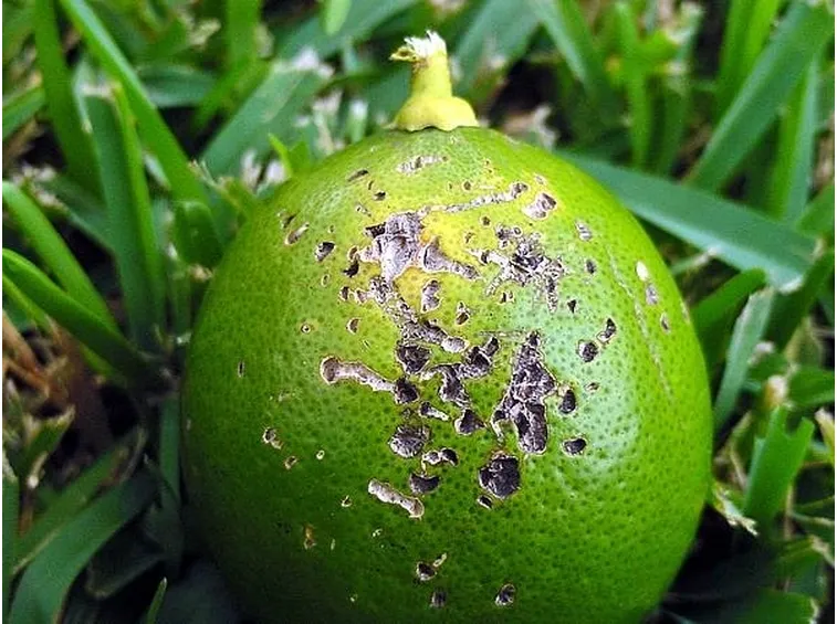 Pianta di limone in vaso