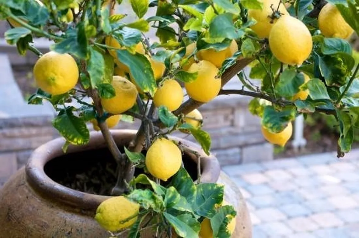 pianta di limone in vaso