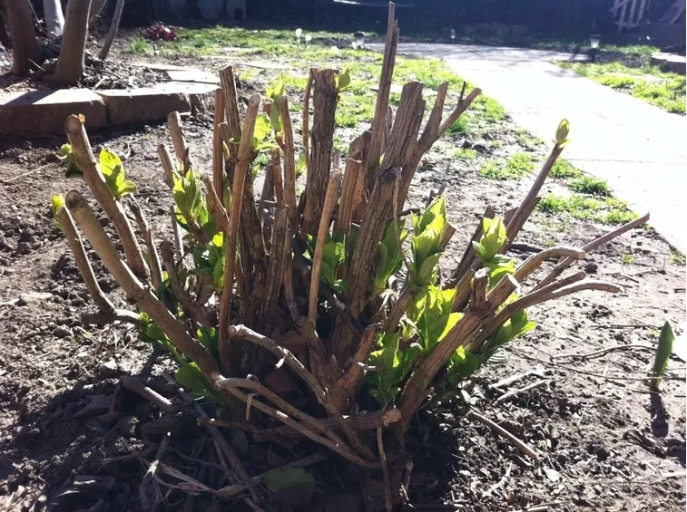 ortensia potata adeguatamente