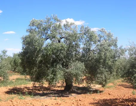 Una pianta di olivo