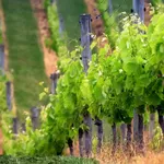 Grappolo d'uva nera