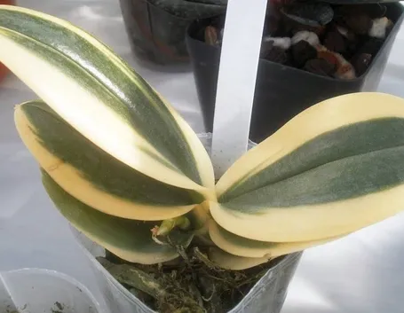 phalaenopsis in ricrescita