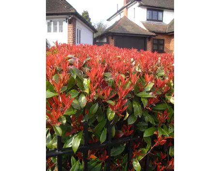 Photinia potatura