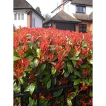 Photinia potatura
