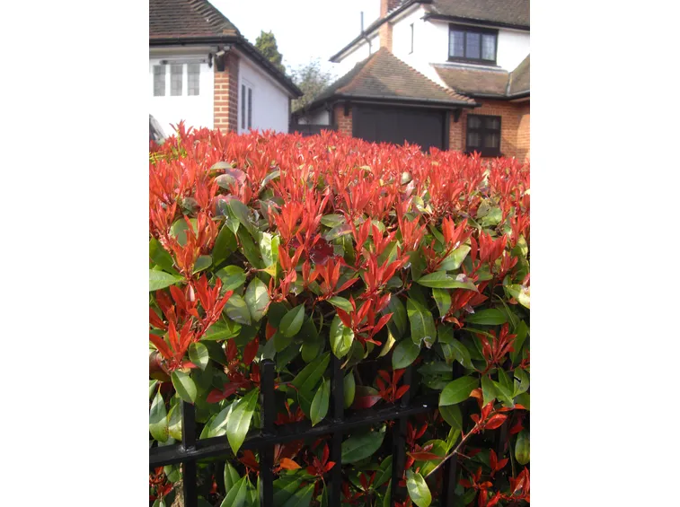 Photinia potatura