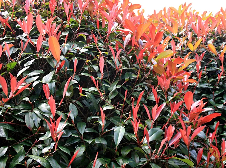 Photinia potatura