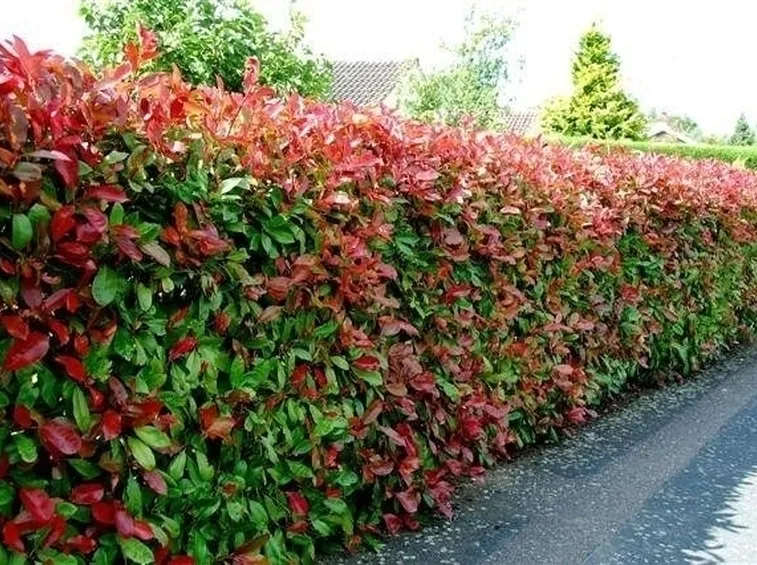 Photinia potatura