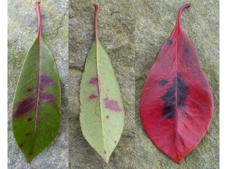 malattia