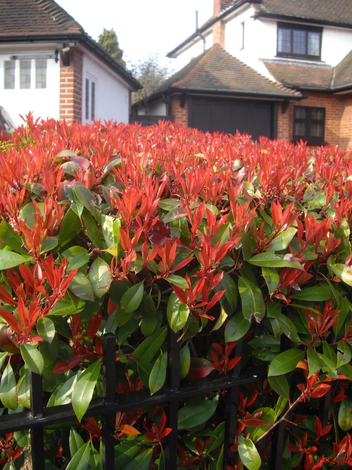 Photinia potatura