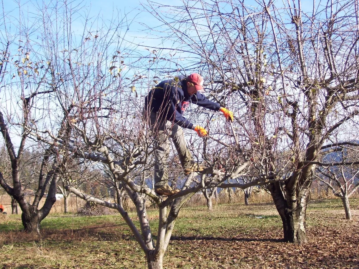 Potatura del melo