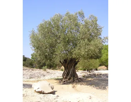 Albero di ulivo