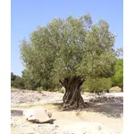 Albero di ulivo
