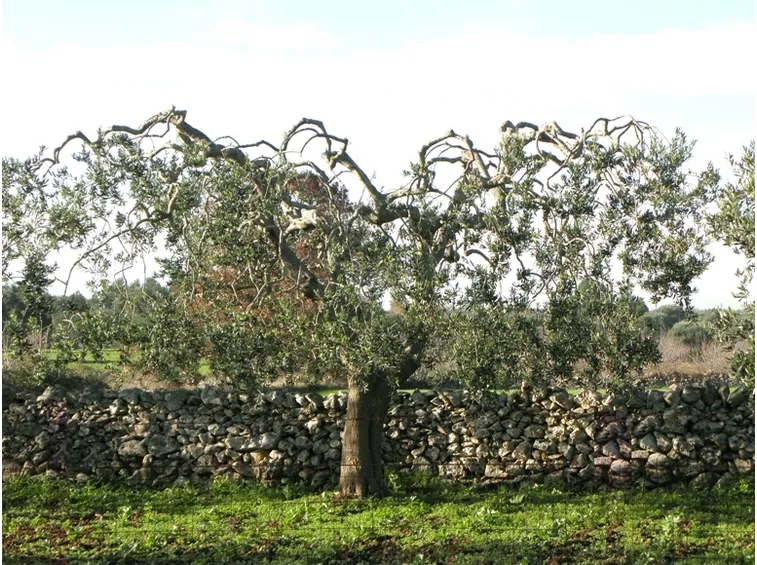 Un olivo da potare