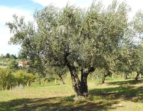 Maestoso albero di ulivo