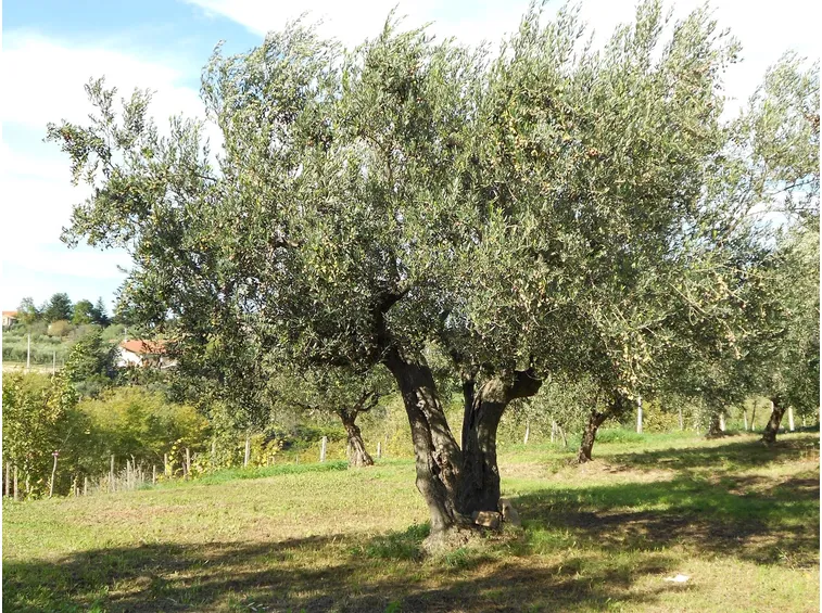 Maestoso albero di ulivo